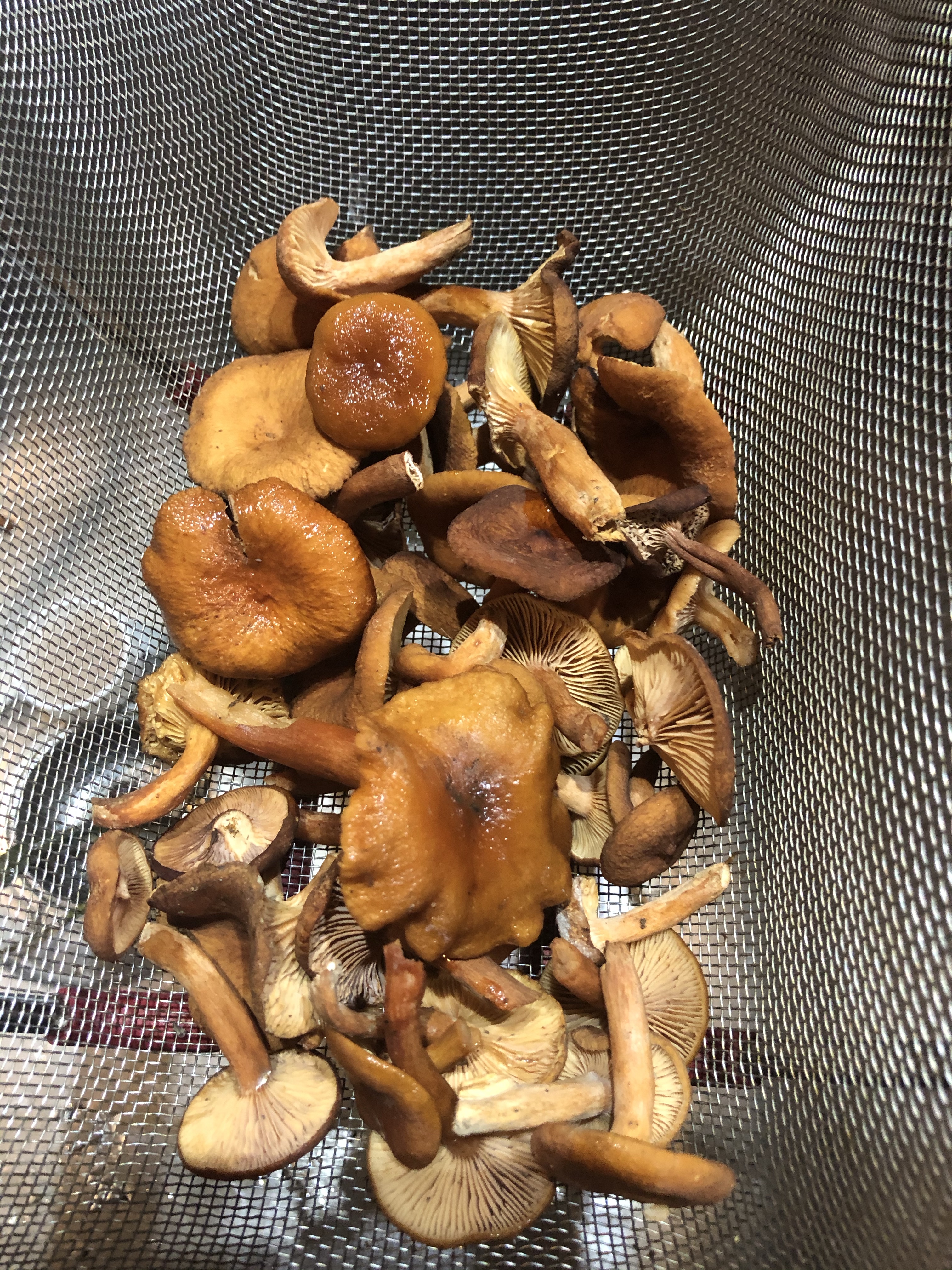 Wildcrafted candy cap mushrooms ready to use.